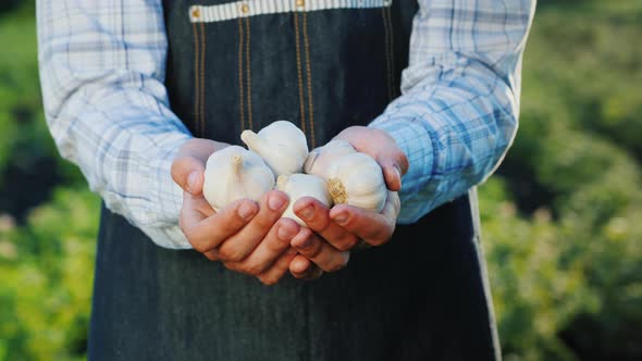 Farmer's Hands with a Beam of Clock From His Garden alt