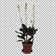 Growing Ludisia discolor (Jewel Orchid) with ALPHA channel - VideoHive Item for Sale