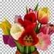 Time-lapse of opening colorful tulips bouquet in a vase with ALPHA channel - VideoHive Item for Sale