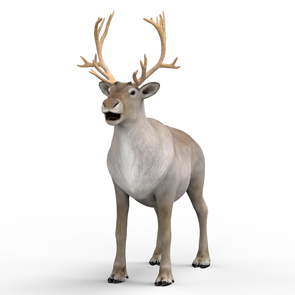 Reindeer - 3Docean 28439996