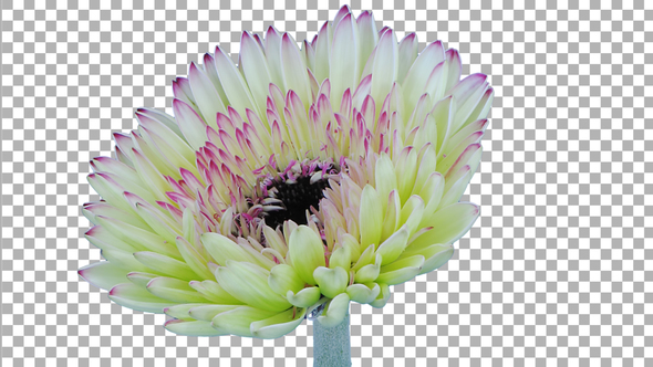 Time-lapse of opening white-red gerbera flower with ALPHA channel alt
