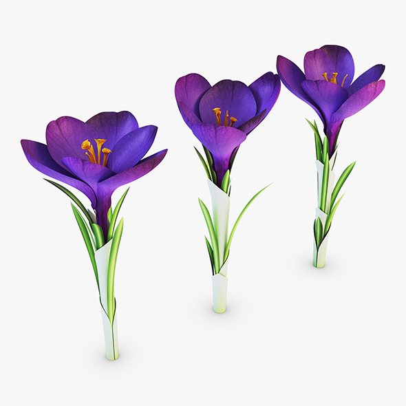 Flower Crocus Violet - 3Docean 28442182