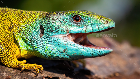 Green lizard with a happy look opening mouth on a close-up shot
