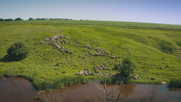 Sheep on a Green Meadow Graze Near a Pond Flying Drone