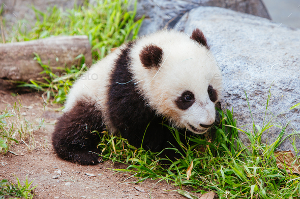 Baby Panda in California USA - Stock Photo - Images