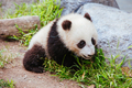 Baby Panda in California USA - PhotoDune Item for Sale