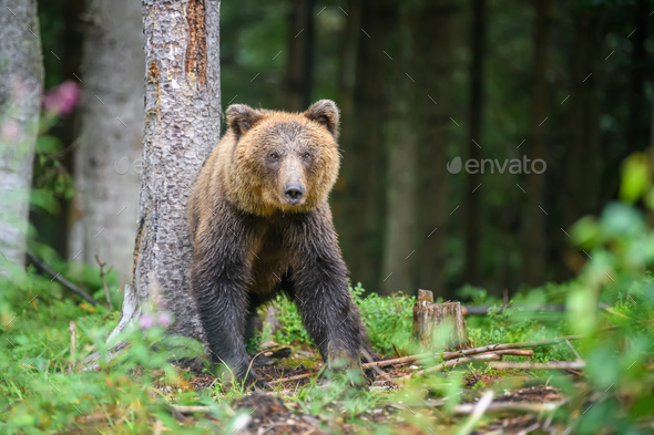Wild adult Brown Bear ( Ursus Arctos ) in the summer forest - Stock Photo - Images