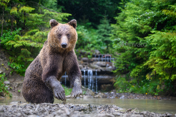 Funny wild adult Brown Bear (Ursus Arctos) standing on his hind legs in the water - Stock Photo - Images