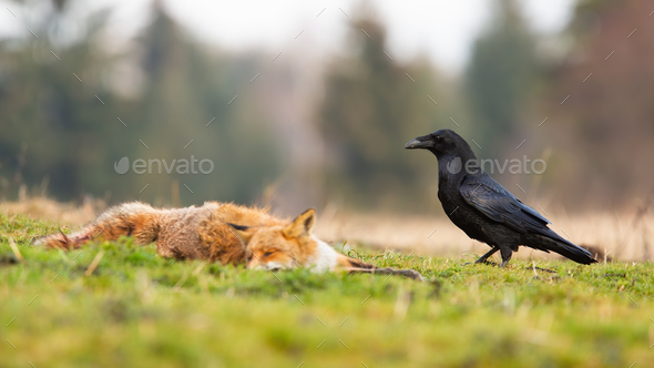 Black common raven approaching dead red fox laying on the ground