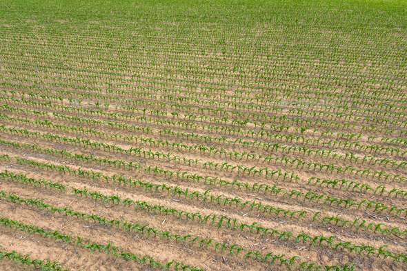 Aerial view of Corn Crop - Stock Photo - Images