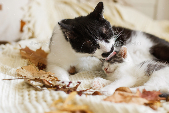 Mother cat cleaning her baby kitty in fall decorations on comfy blanket in room. Motherhood. Autumn cozy mood. Cute cat grooming little kitten on soft bed in autumn leaves.