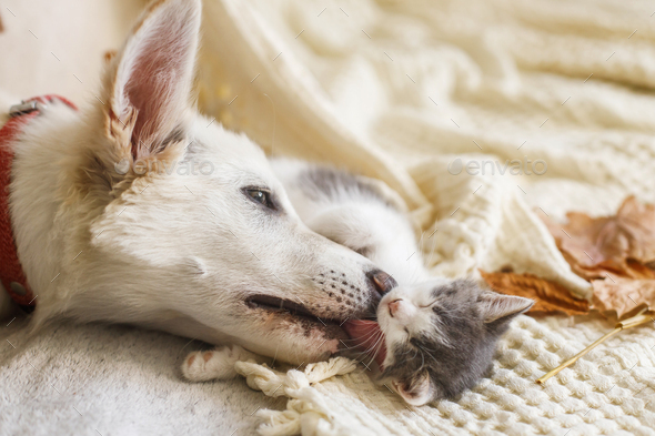 Cute white puppy lying with little kitten on soft bed in autumn leaves