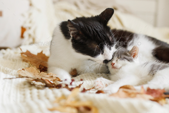 Mother cat cleaning her baby kitty in fall decorations on comfy blanket