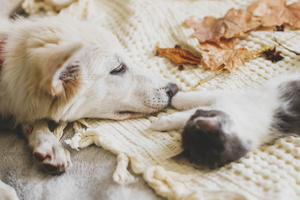 Cute white puppy lying with little kitten on soft bed in autumn leaves. Adoption concept. Dog and kitty relaxing on cozy blanket, furry friends.