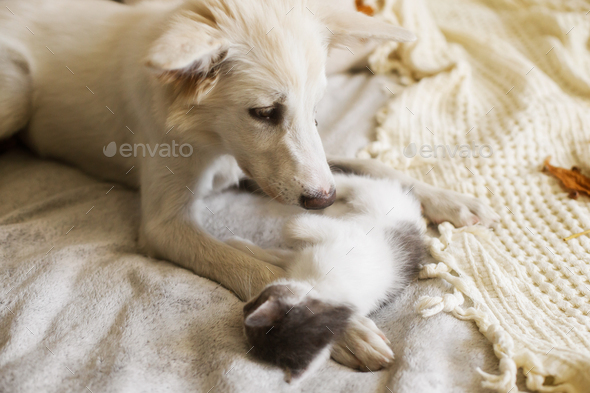 Cute white puppy lying with little kitten on soft bed in autumn leaves