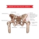 Pelvis bones of pelvic girdle, vector sketch of human anatomy and