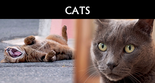 Animal | CATS