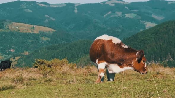 Brown Cow Grazes on a Green Mountain Meadow in the Highlands. Slow Motion alt