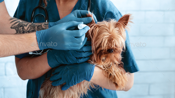 Vet doctors using drops to treat dog’s ear infection at animal clinic, closeup. Panorama