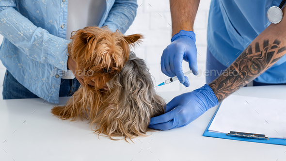 Pet vaccination. Veterinary practitioner making injection to Yorkshire terrier at hospital, closeup