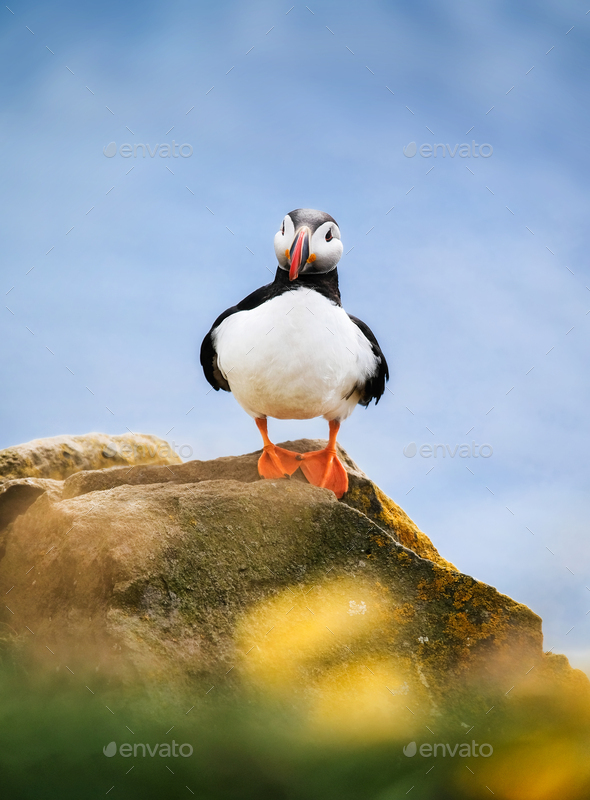 Puffin in Iceland. Seabird on sheer cliffs. Birds on the Westfjord in Iceland. Composition with wild animals. Birds – image