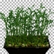 Time-lapse of germinating microgreens chickpea seeds with ALPHA channel - VideoHive Item for Sale