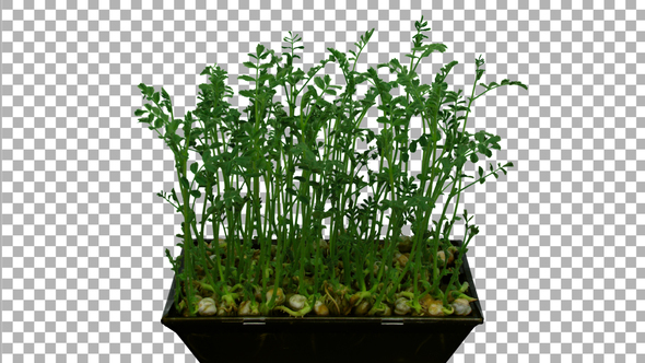 Time-lapse of germinating microgreens chickpea seeds with ALPHA channel alt