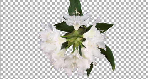 Rhododendron