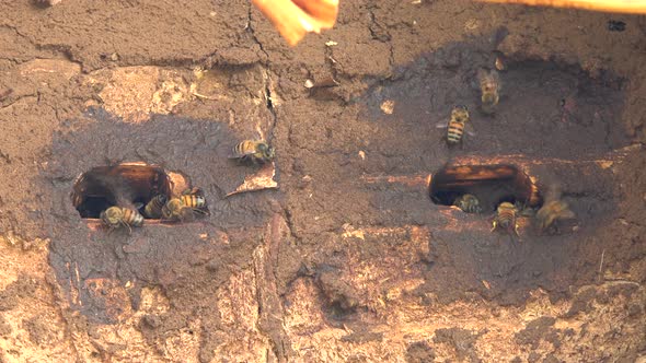 Beekeeping With Traditional Wicker Basket, Log and Skep Beehive alt