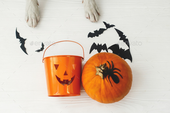 Puppy holding Jack o lantern candy pail on white background with pumpkin, bats and spider decorations, celebrating halloween at home. Top view with space for text. Trick or treat!