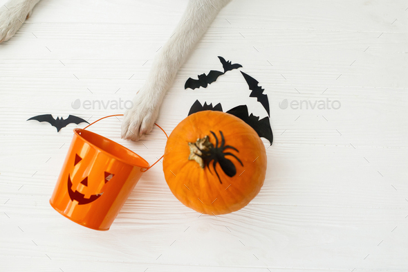 Trick or treat! Dog paw holding Jack o lantern candy pail on white background with pumpkin, bats and spider decorations, celebrating halloween at home. Top view with space for text.