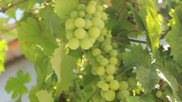 Growing Wine Grapes