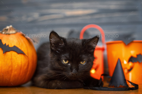 Black scary cat and pumpkin, jack o lantern pail and bats on dark wooden background. Happy Halloween. Black emotional kitten posing at holidays decorations, celebrating halloween at home