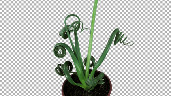 Time-lapse of growing Albuca plant with ALPHA channel