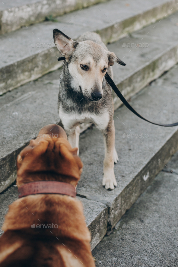 Two dogs talking in street