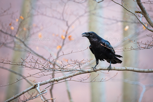 Common raven sitting on branch in autumn nature Stock Photo by WildMediaSK