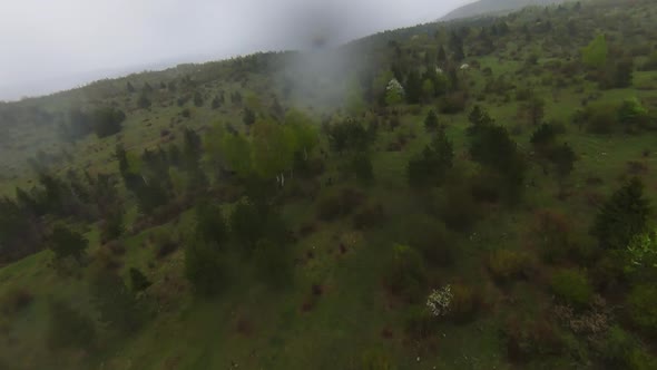 A Herd of Wild Horses Running Through a Forest During Heavy Rainfall alt