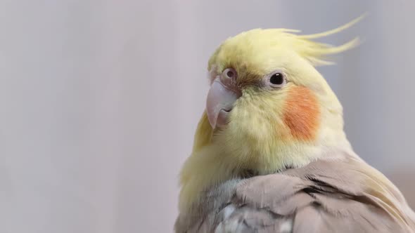 Beautiful Yellow Parrot Cleans Feathers Sitting on a Branch alt