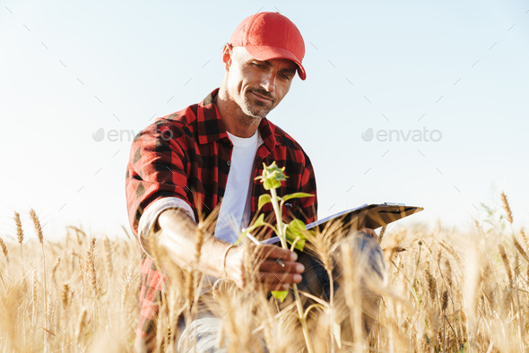 Image of focused unshaven adult man in cap working with papers at cereal field