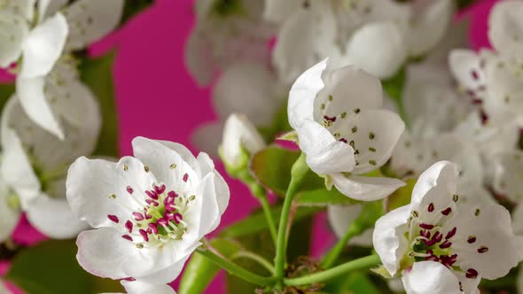 Pear Fruit Flower Blossom Timelapse Rotating on Red 2 alt