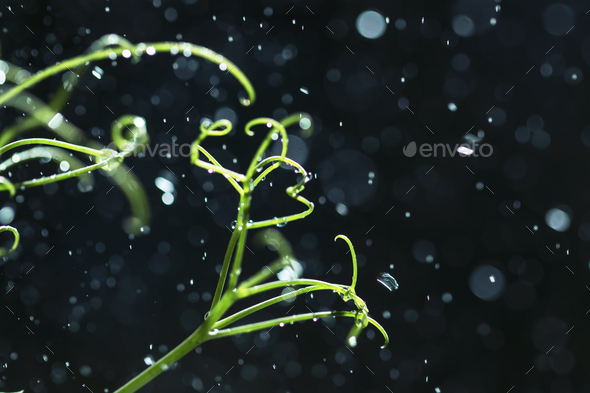 Green pea tendrils with dew drops on a blurred blue bokeh background