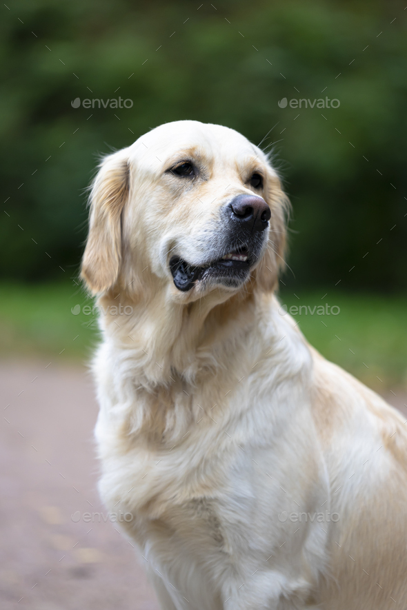 Golden retriever dog outdoor portrait, beautiful adult golden