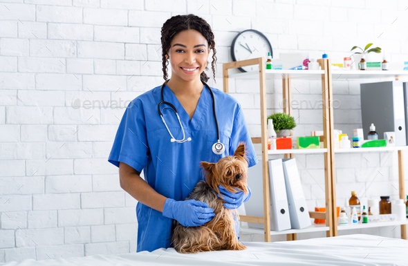 Portrait of smiling African American vet doctor with cute little dog at animal clinic