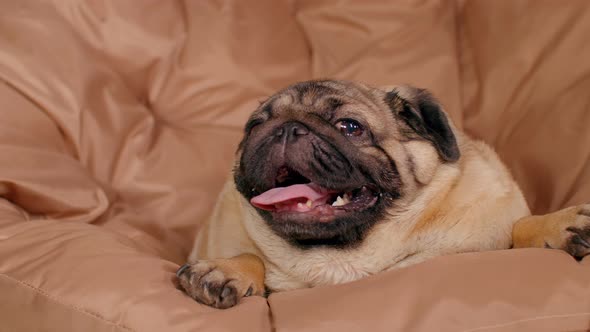 Close Up of Cute Pug Lying on Armchair and Breathing with Her Mouth Open alt