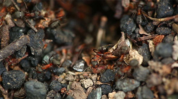 Ants Nest Macro alt