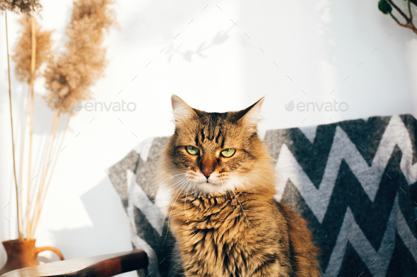 Cute tabby cat sitting in stylish chair in sunny room - Stock Photo - Images