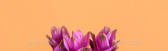 Purple Turmeric Flowers On Orange Background Stock Photo By Tenkende