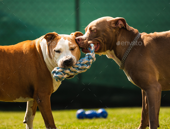 Two dogs amstaff terrier playing tog of war outside. Young and old dog fun in backyard. Canine theme