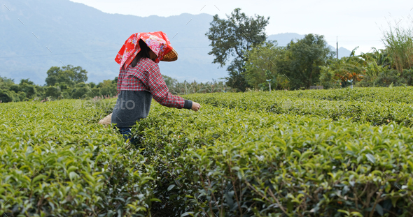 Woman pick the tea leave in the farm