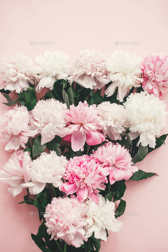 Stylish pink and white peonies  border on pink paper flat lay - Stock Photo - Images